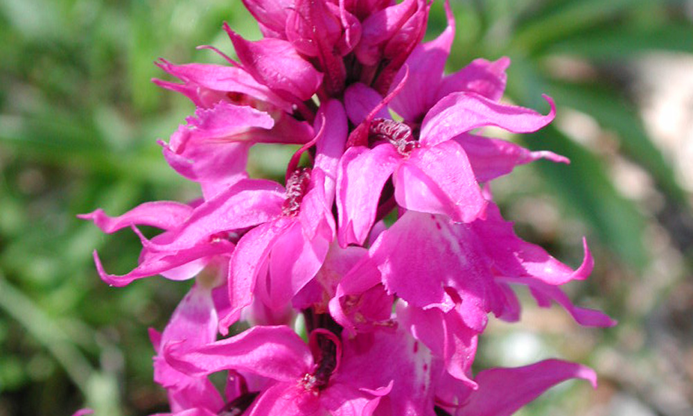 Orchis-mascula