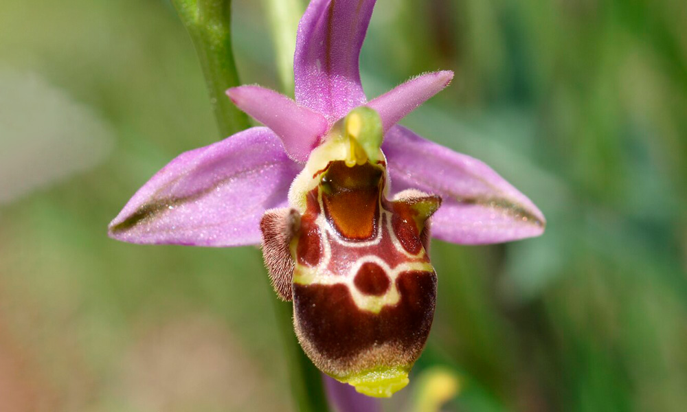 Orchidea Ophrys